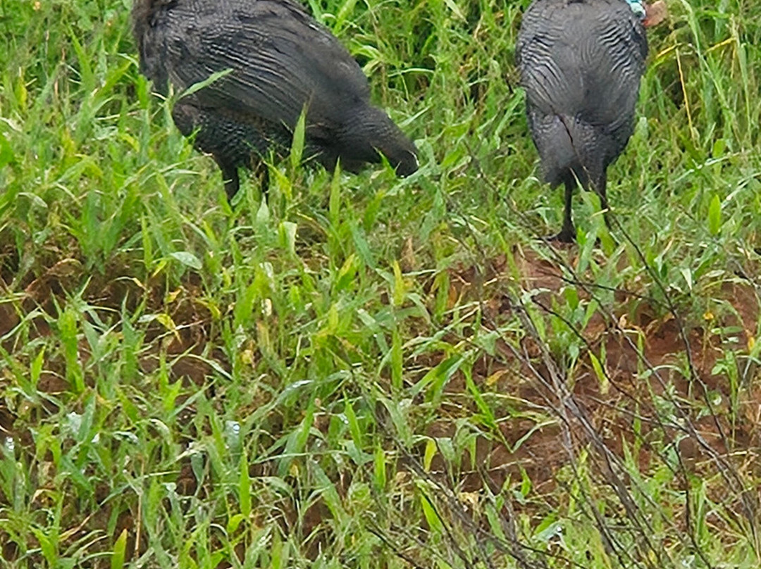 Ukuthula Bush Lodge主图