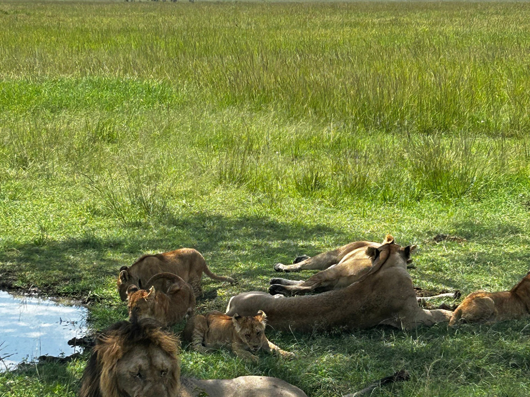 Jadi Africa Safaris-内罗毕必去景点