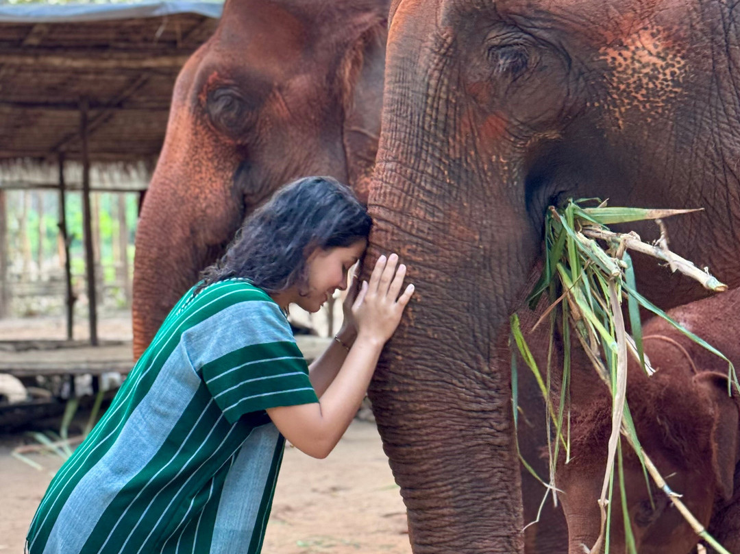 Kerchor Elephant Eco Park景点图片