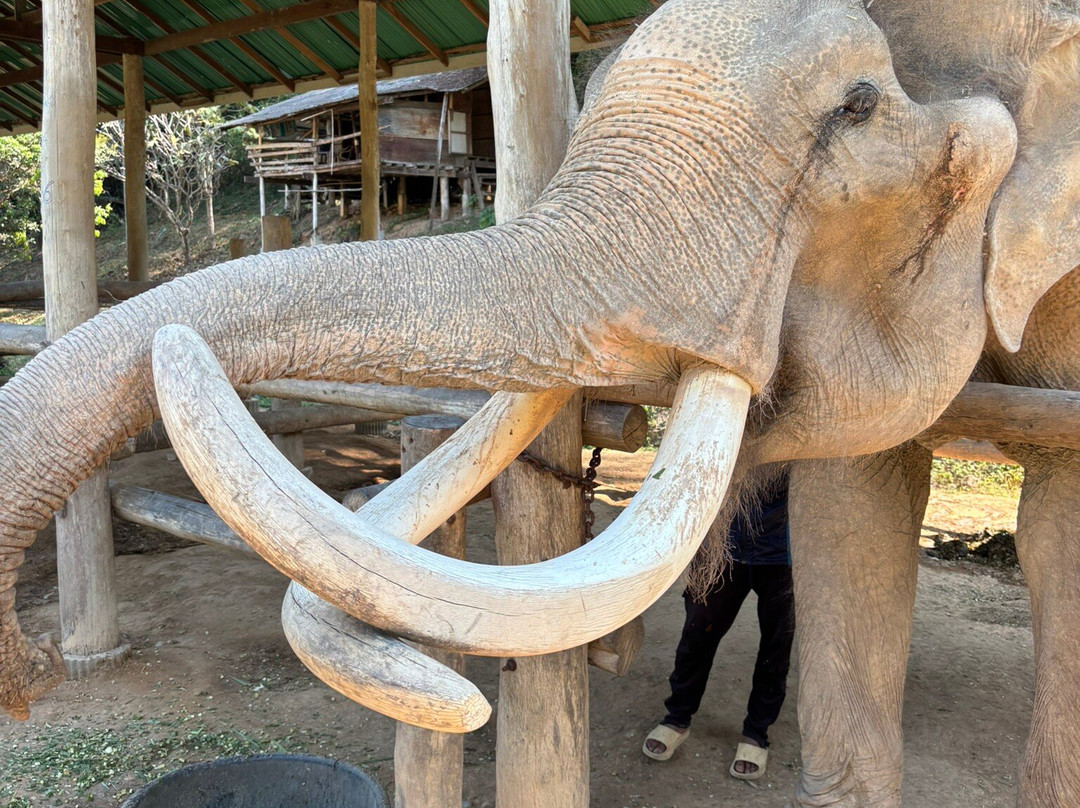 Thai Elephant Care Center景点图片