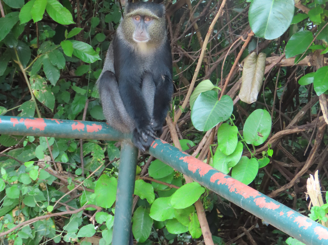 Above Safaris-阿鲁沙必去景点