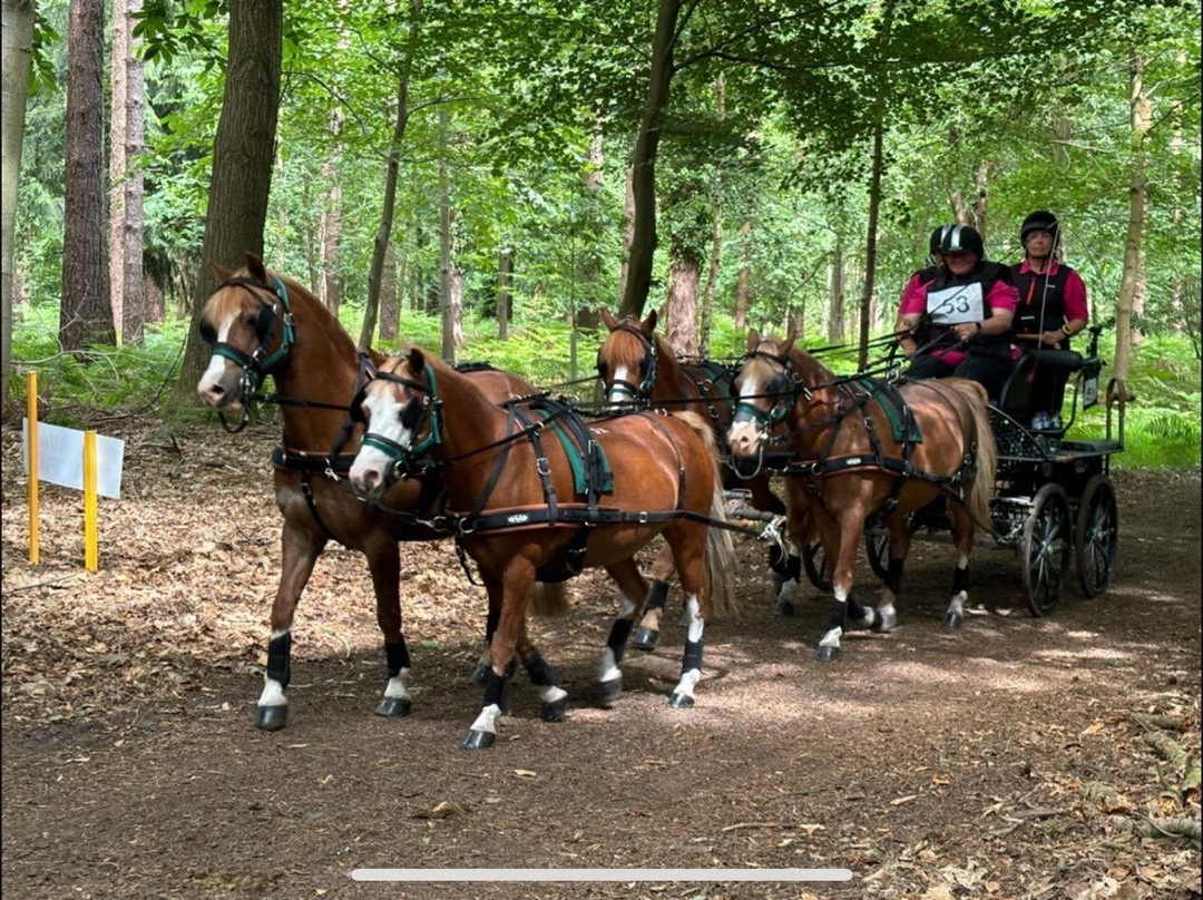 Sandringham Festival Of Carriage Driving 2025-Sandringham必去景点