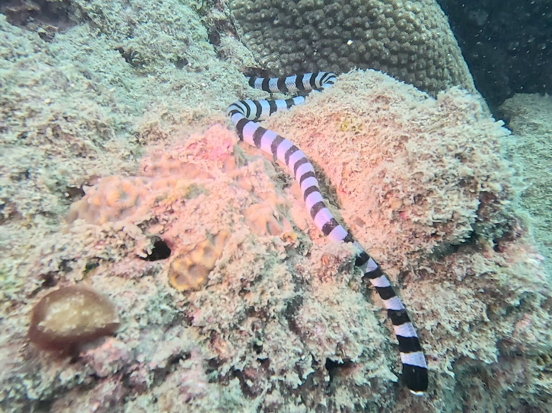 甲米萨瓦迪潜水中心-奥南必去景点