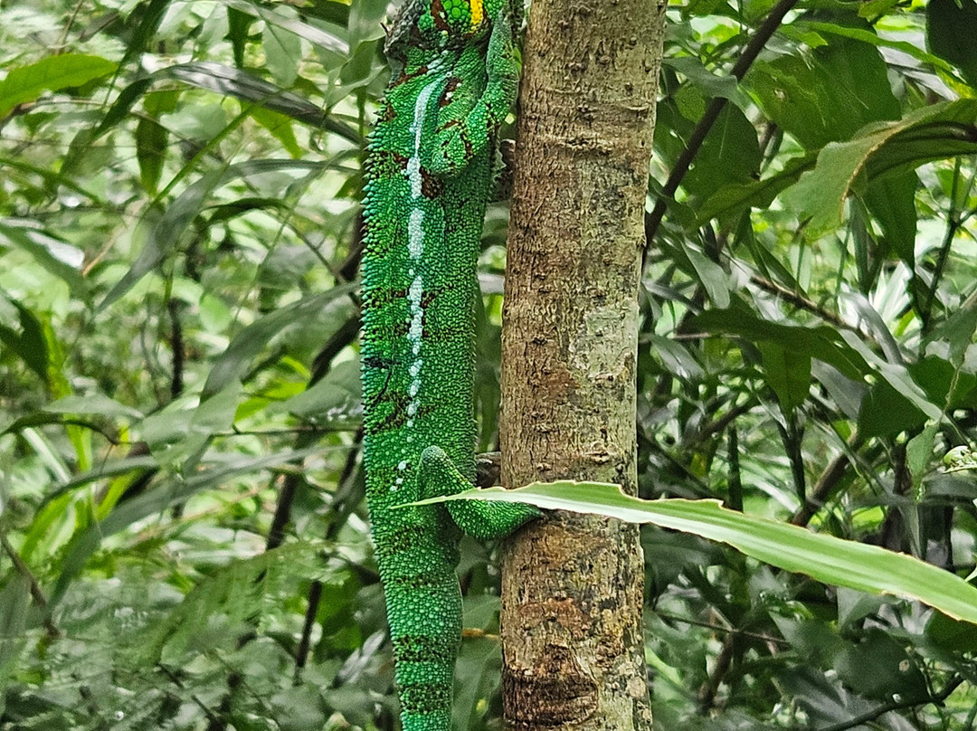 Dodi's Lemur Tours景点图片