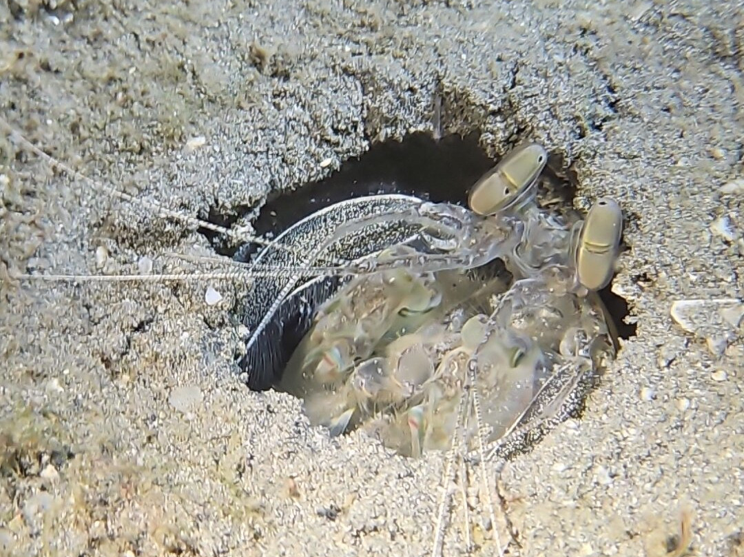 Bocas Dive Center景点图片