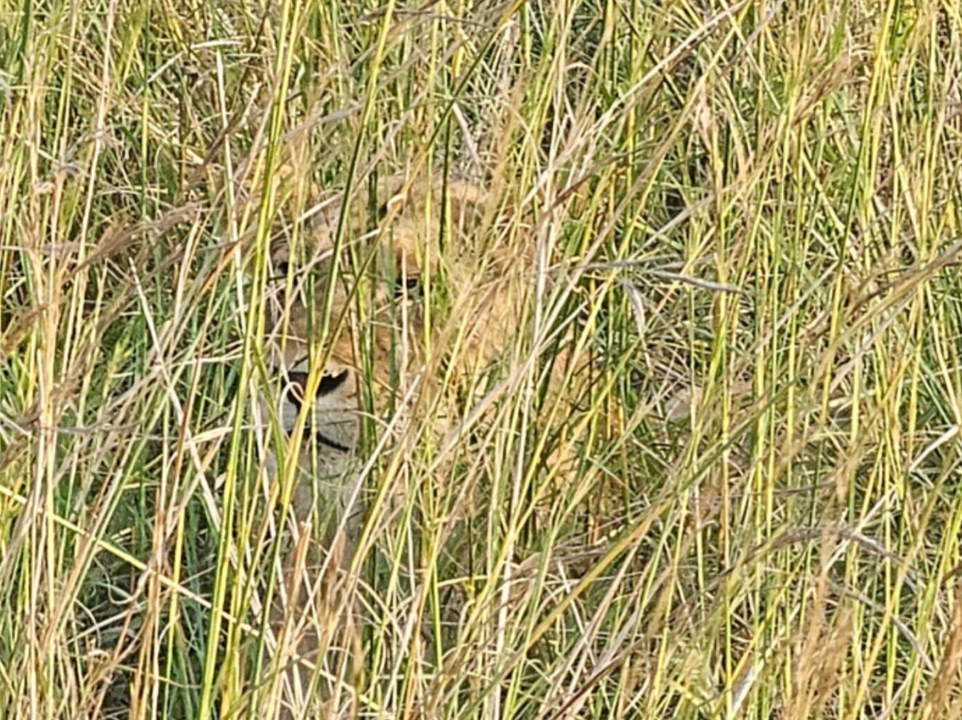 Taffies Safaris-坎帕拉必去景点