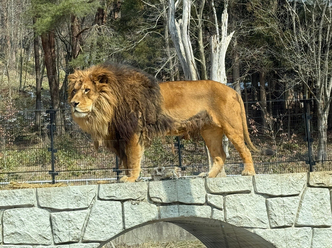 Morioka Zoological Park-盛冈市必去景点
