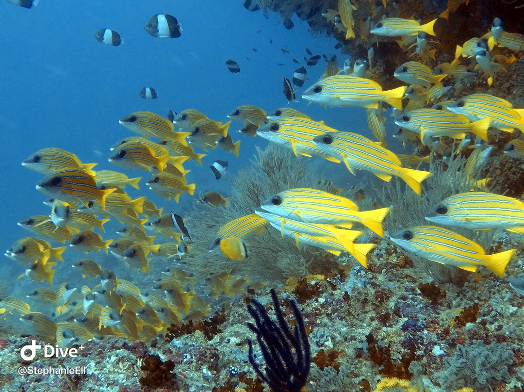Oceanholic景点图片