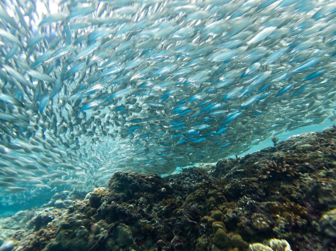 Napaling Reef-Panglao必去景点