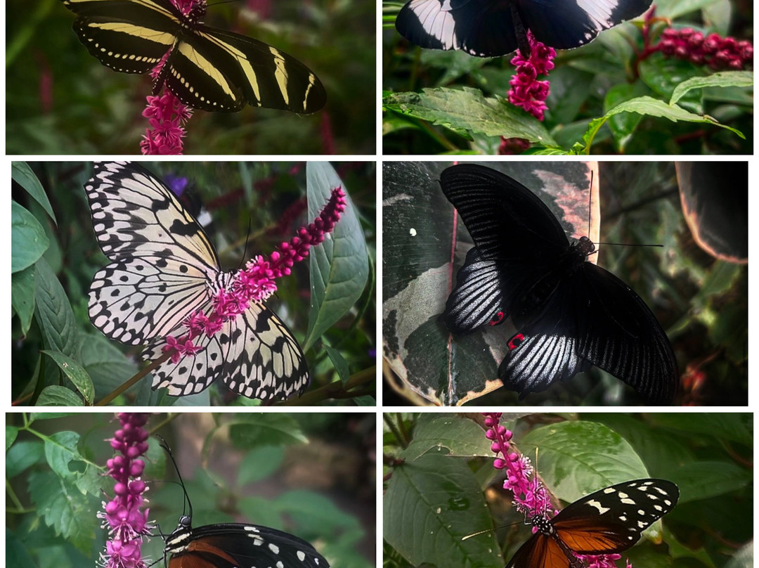 Stratford Butterfly Farm-埃文河畔斯特拉特福必去景点