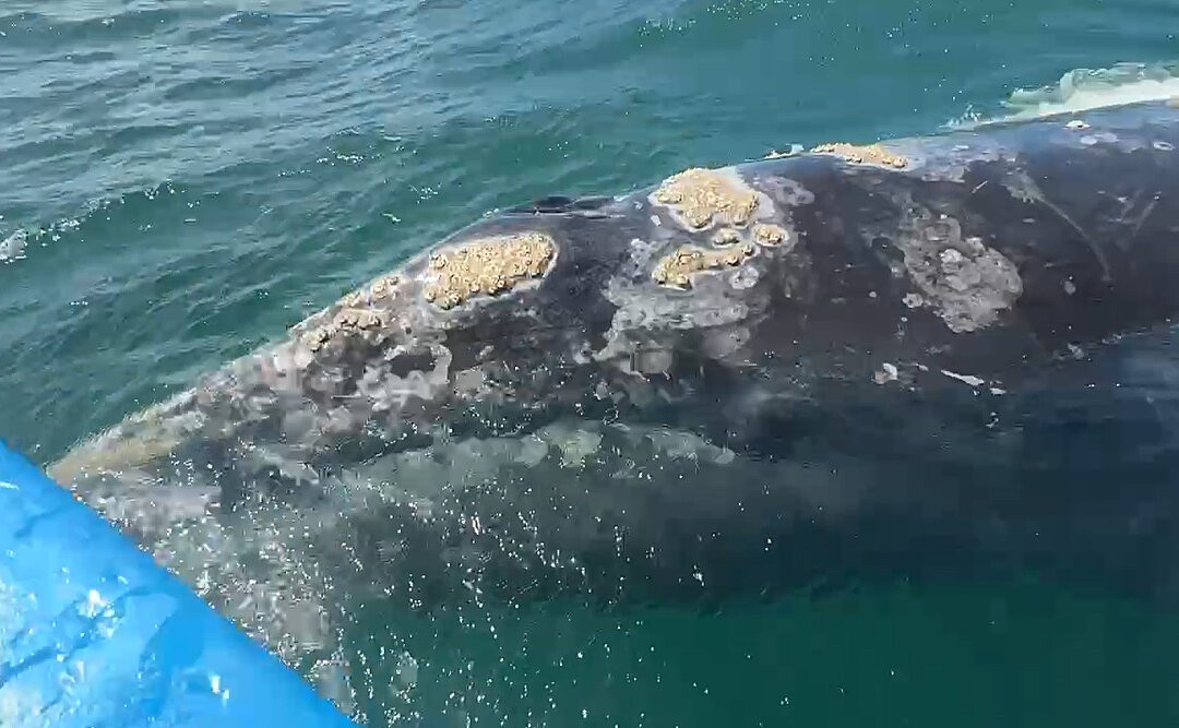 Life Aquatic Expeditions-San Ignacio必去景点