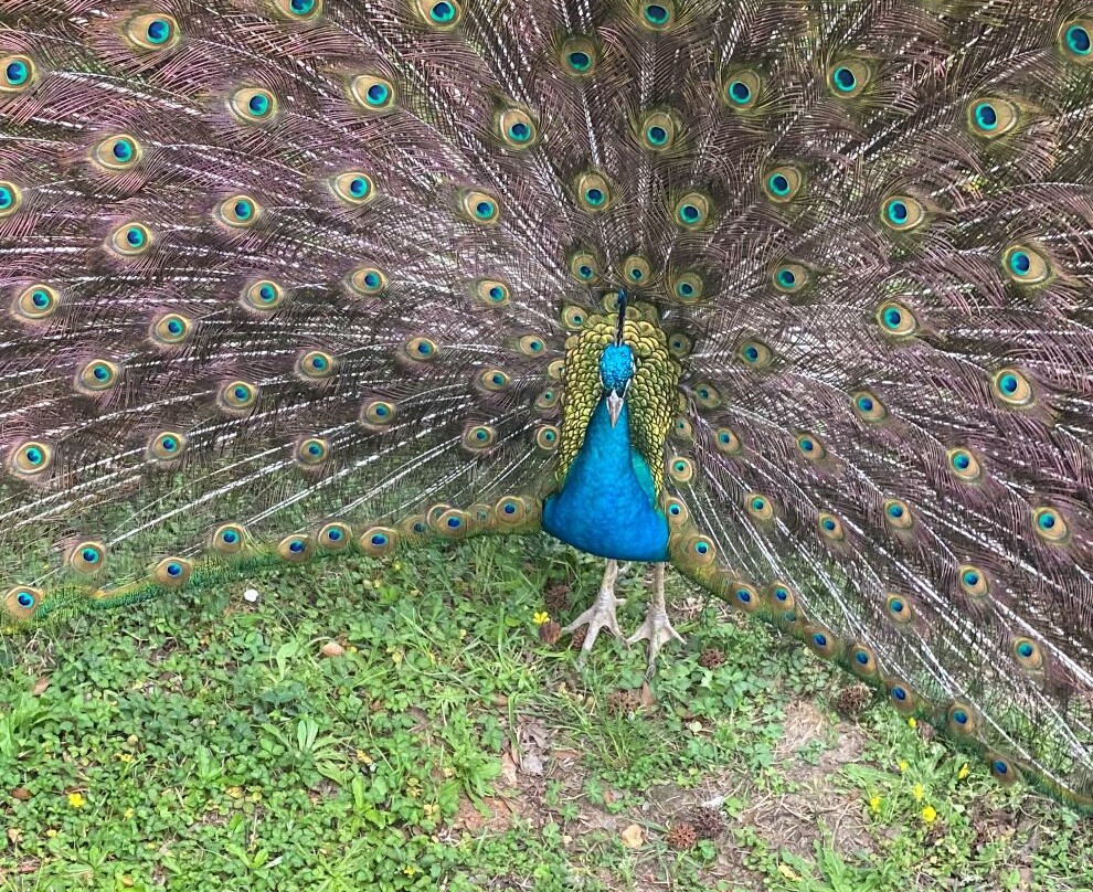 Alabama Safari Park景点图片