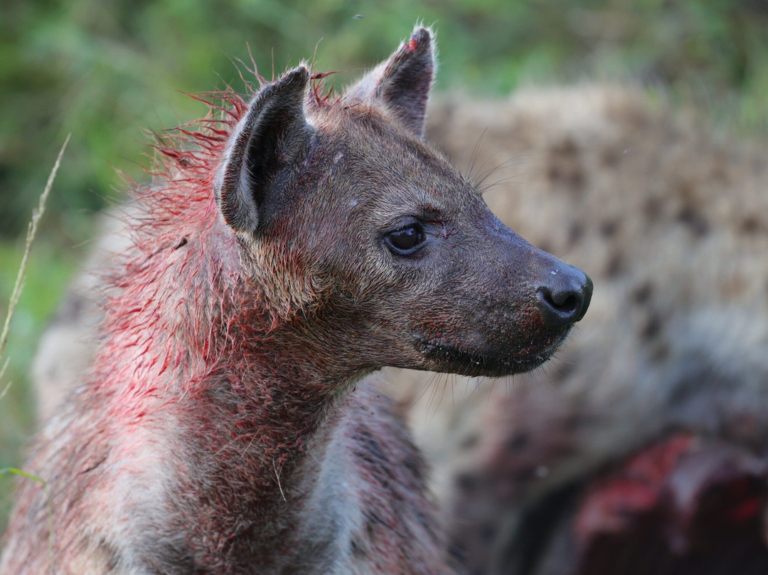SIRINGETI GUIDE AND PHOTOGRAPHIC TRIP-姆万扎必去景点