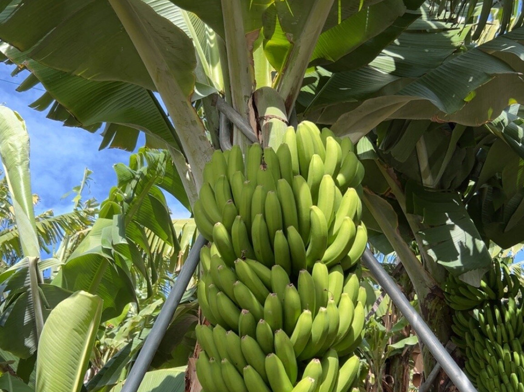 BAM - Centro Da Banana Da Madeira-Ponta Do Sol必去景点
