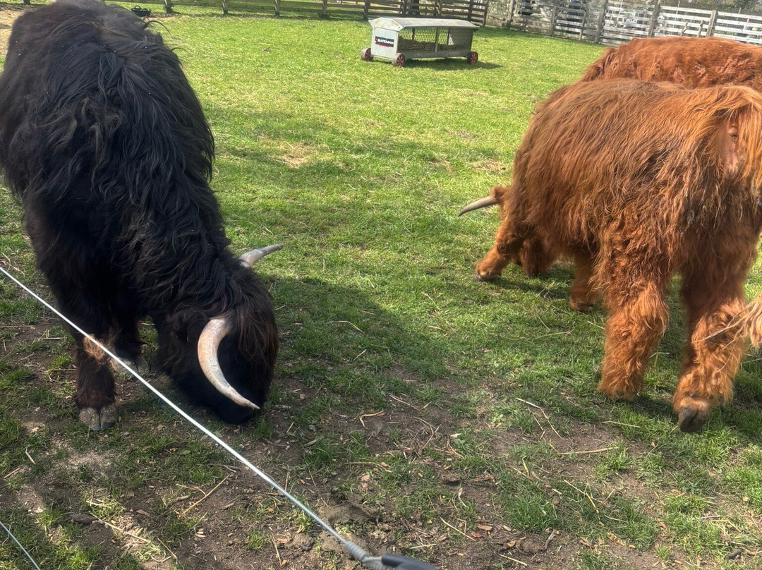 Tattershall Farm Park景点图片