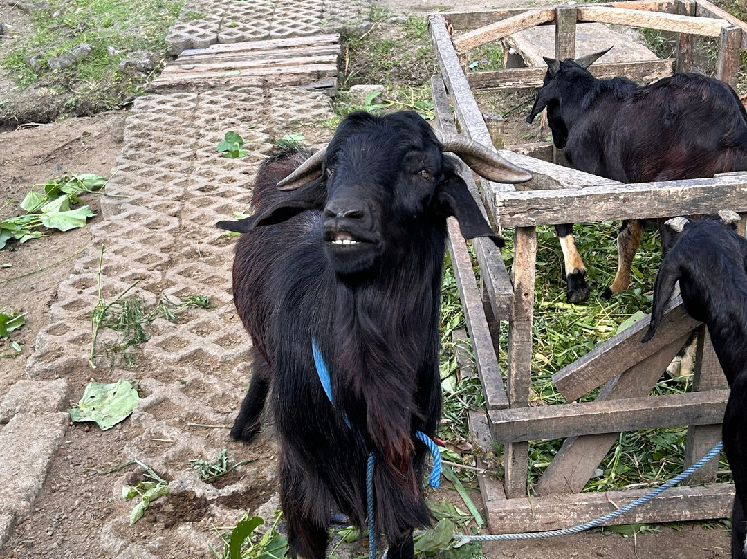 Maha Gangga Valley-阿巴比必去景点