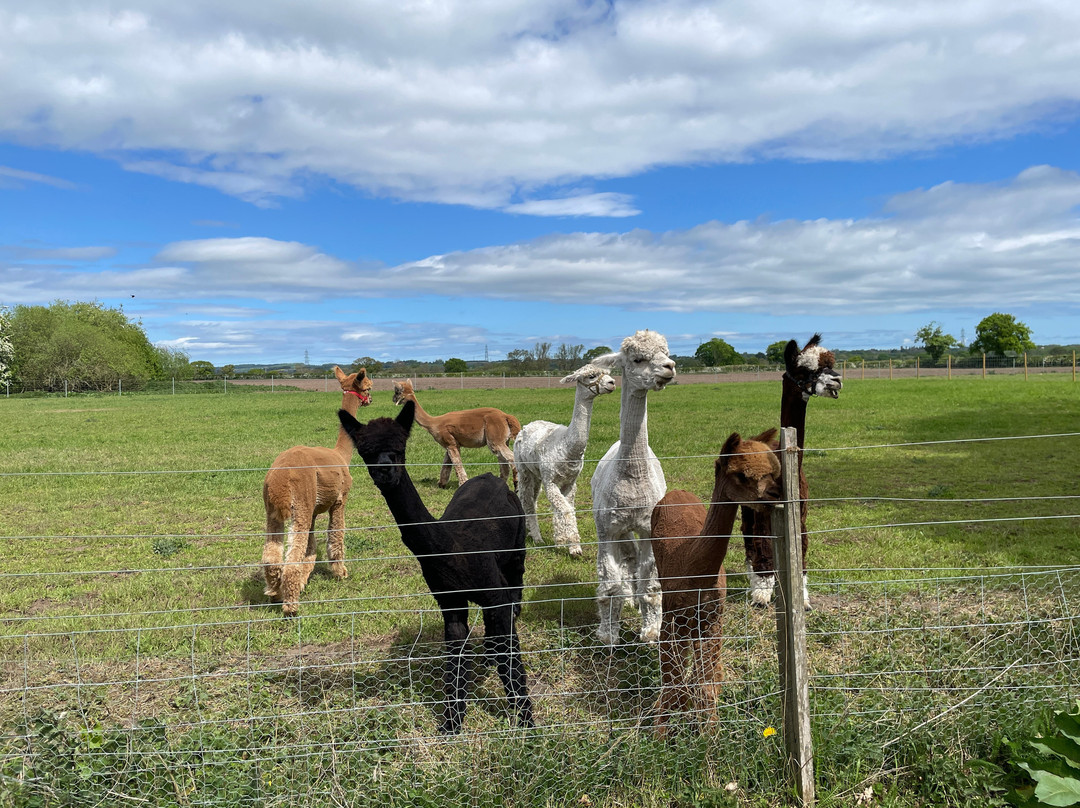 Sheriff Alpacas-约克必去景点