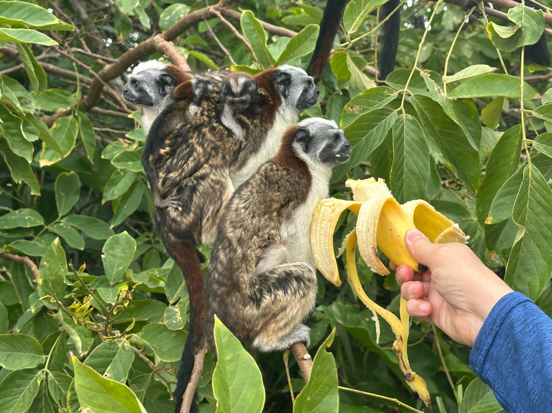 Monkey Island景点图片