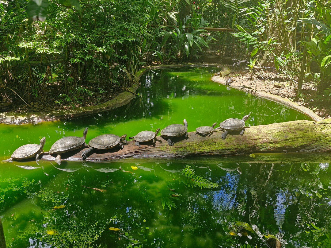 Jaguar Rescue Center景点图片