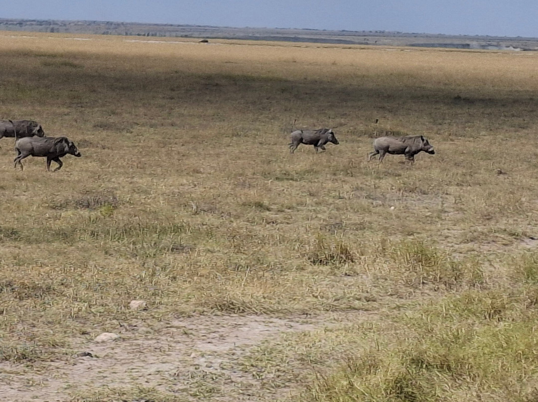 Topcats Safaris Ltd-奇安波必去景点