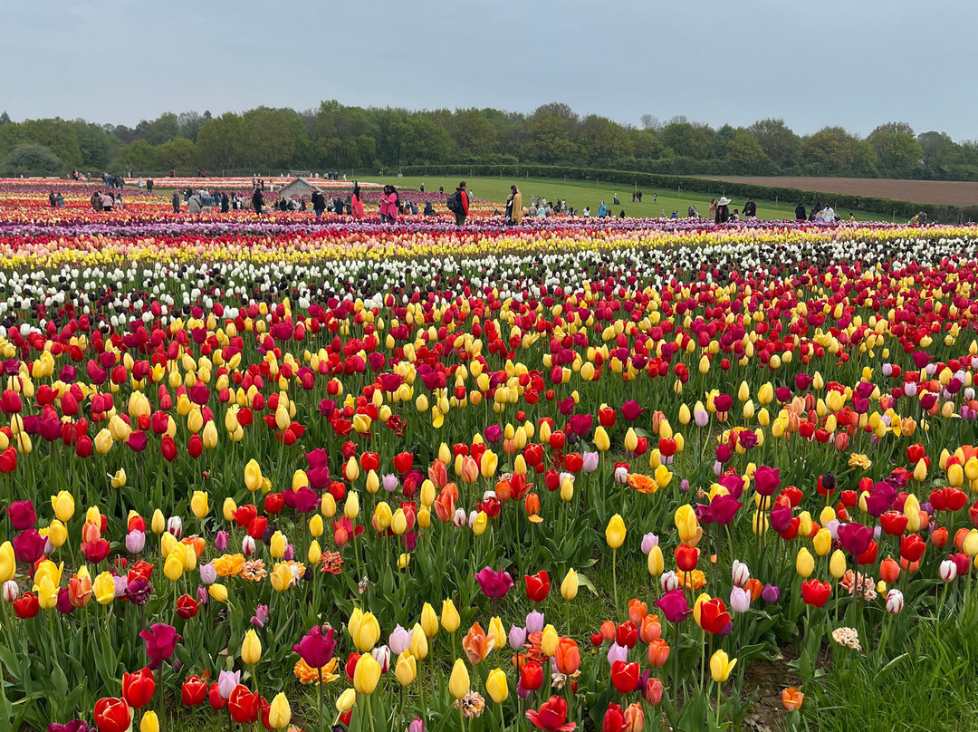 Tulleys Tulip Garden - Warwickshire景点图片