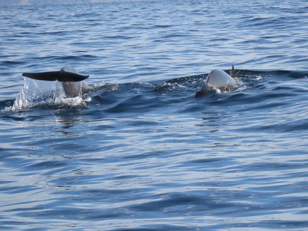 Whale2sea Whalesafari Andenes-Andenes必去景点
