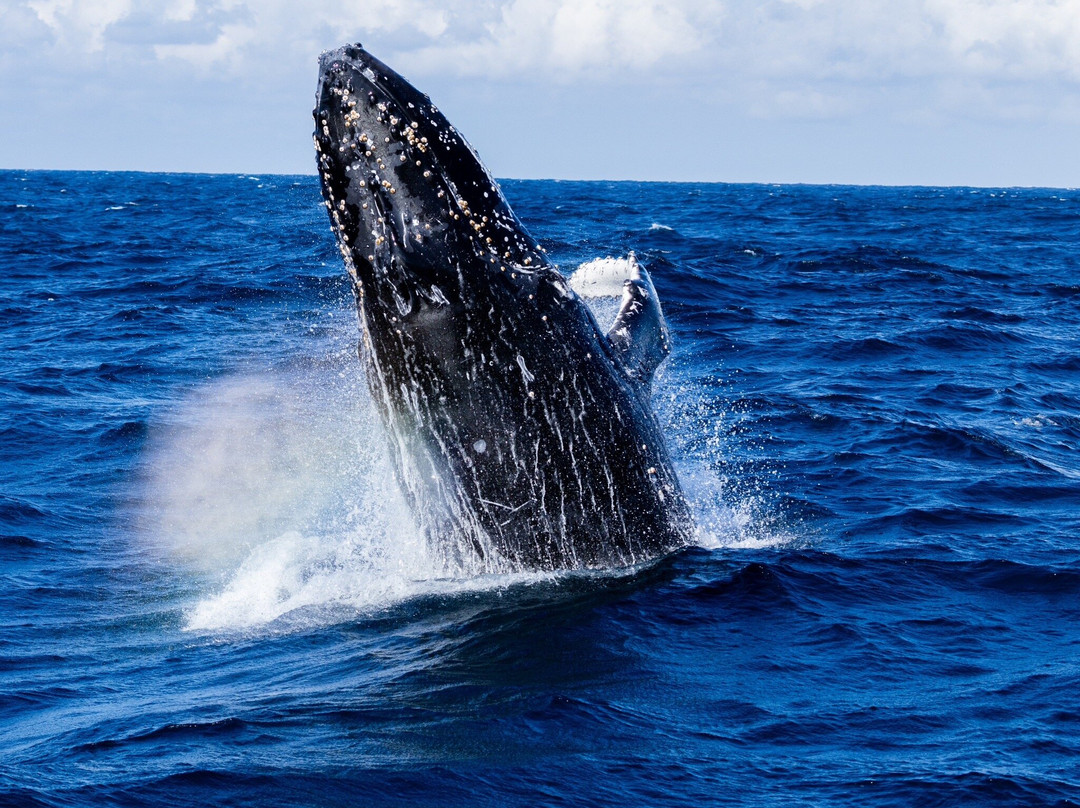Go Whale Watching Sydney景点图片