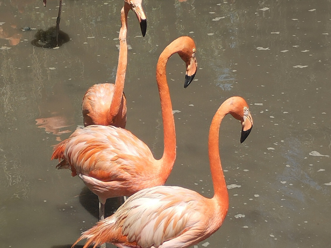 Zoo de Martinique-Le Carbet必去景点