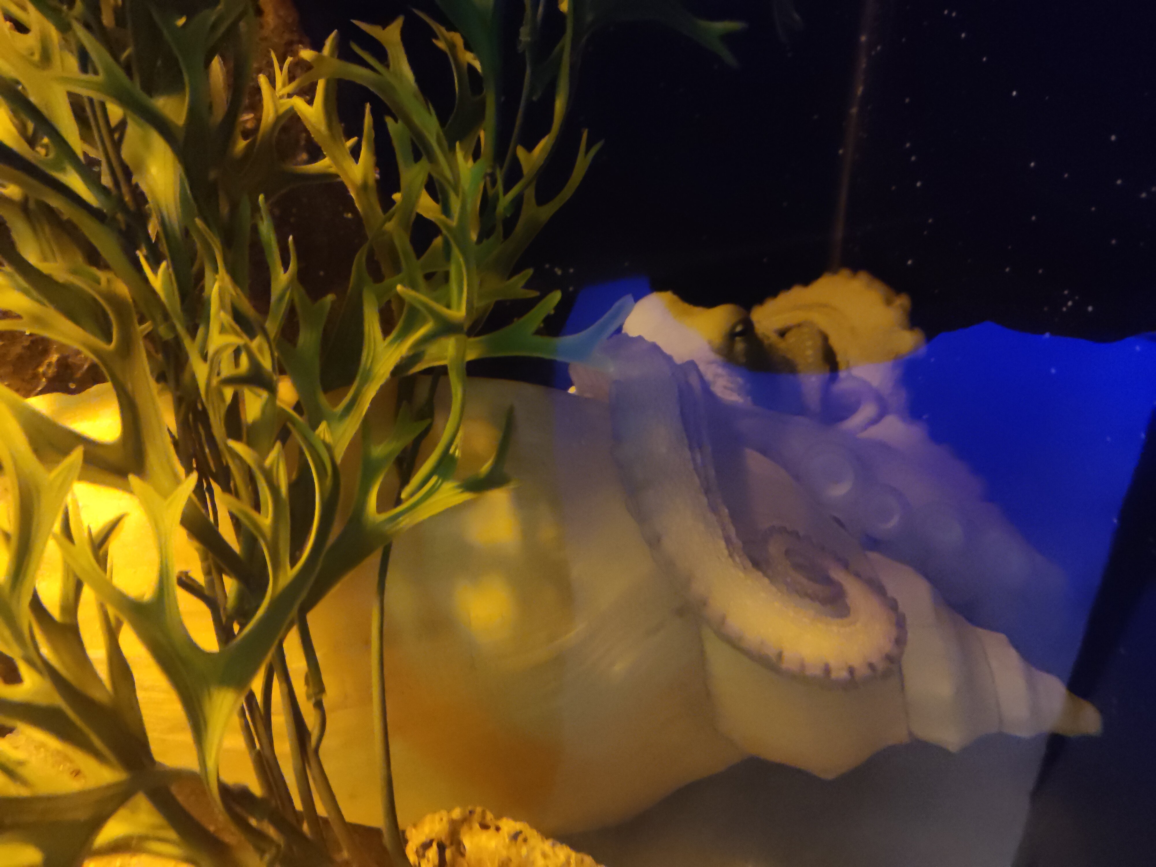 Oceanic Aquarium用户实拍