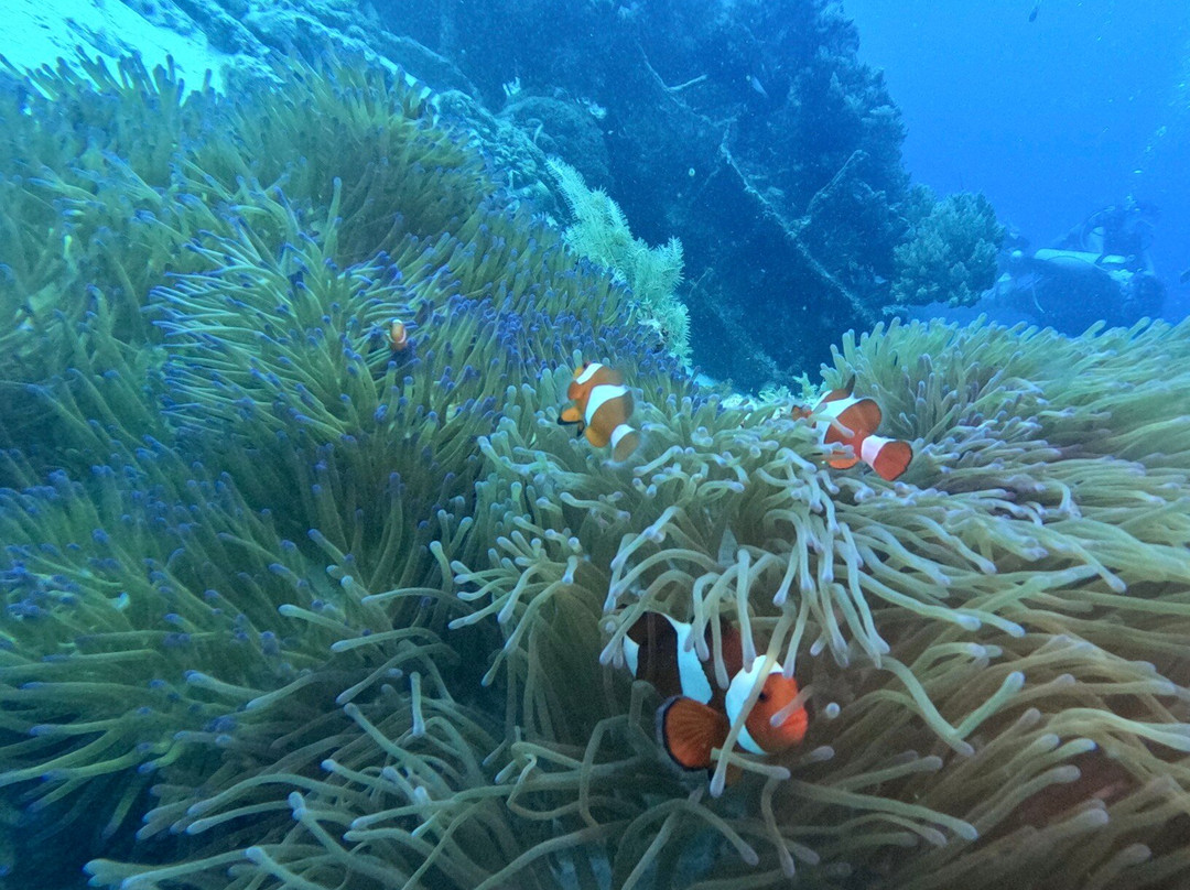 Haka Dive Center-Panglao必去景点