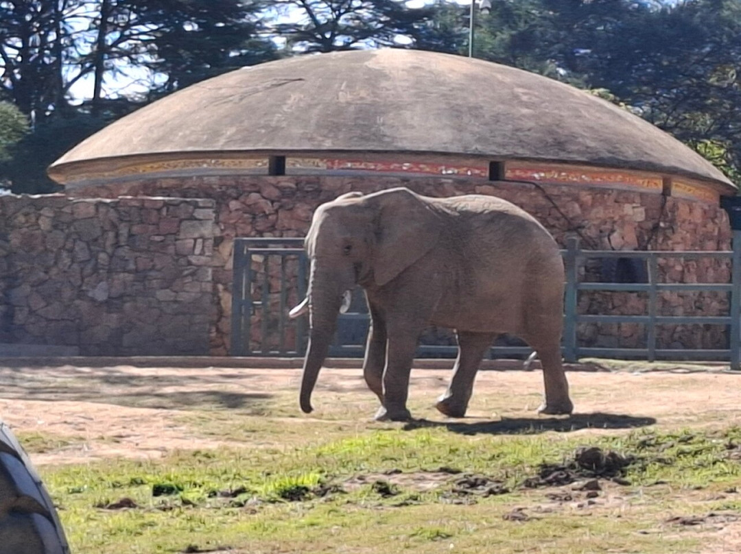 Johannesburg Zoo景点图片