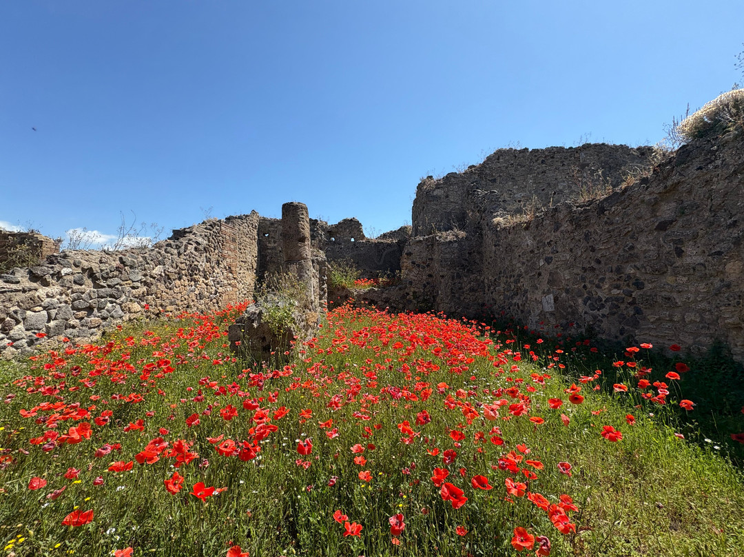 Lucia Pompeii Guide Tours-索伦托必去景点