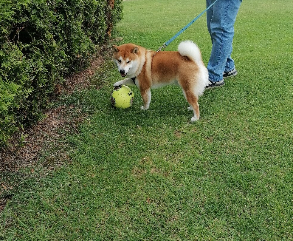 Cornwall FootballGolf Park-圣奥斯特尔必去景点