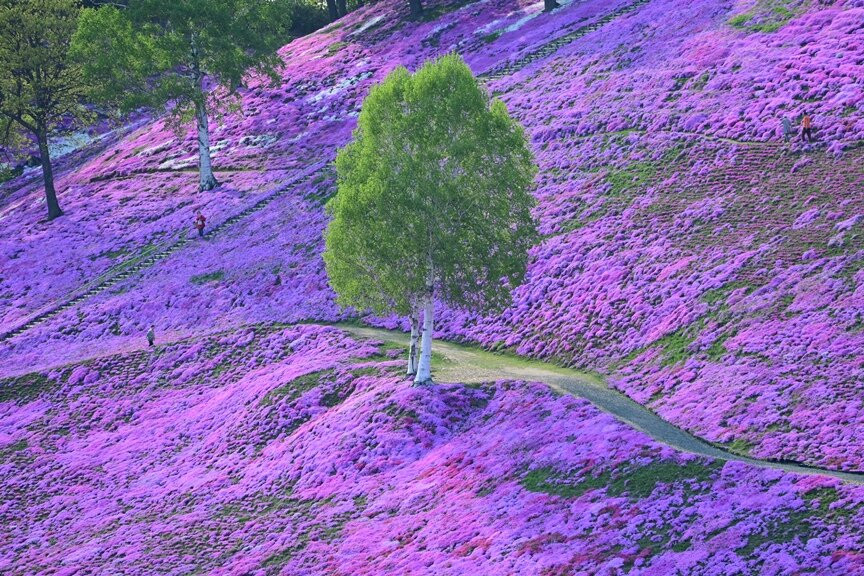 Higashimokoto Shibazakura Park-大空町必去景点