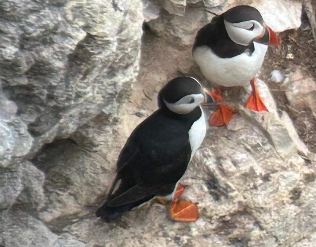 Rspb Bempton Cliffs景点图片