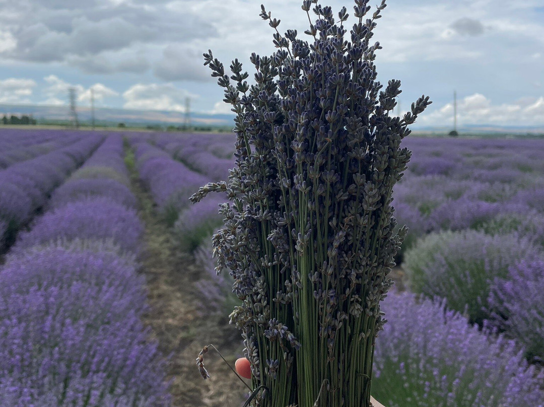 Essenso Lavender Field-Qabala必去景点