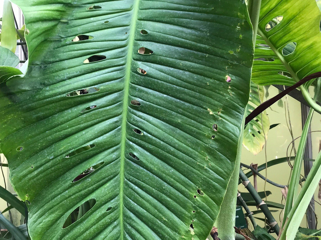 Utrecht University Botanic Gardens-乌特勒支必去景点