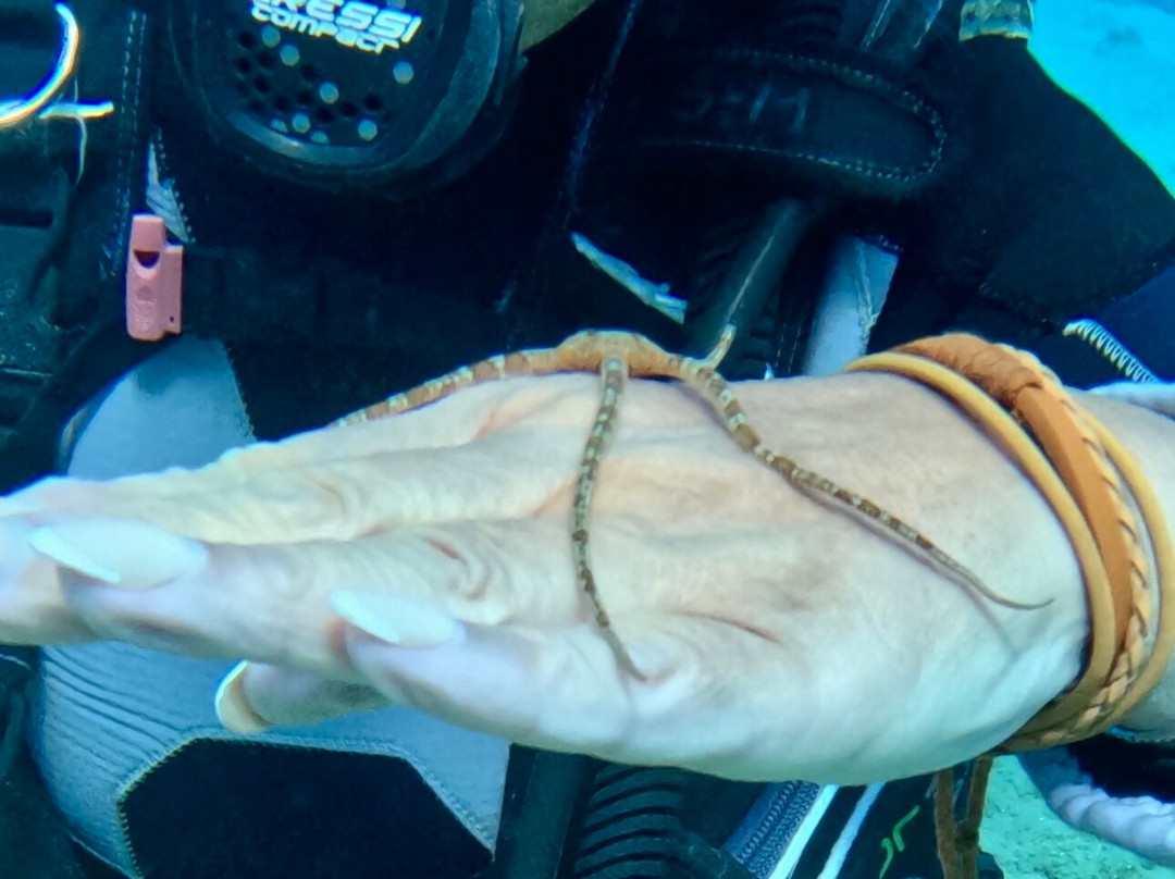 Discovery diving center-赫索尼索斯必去景点