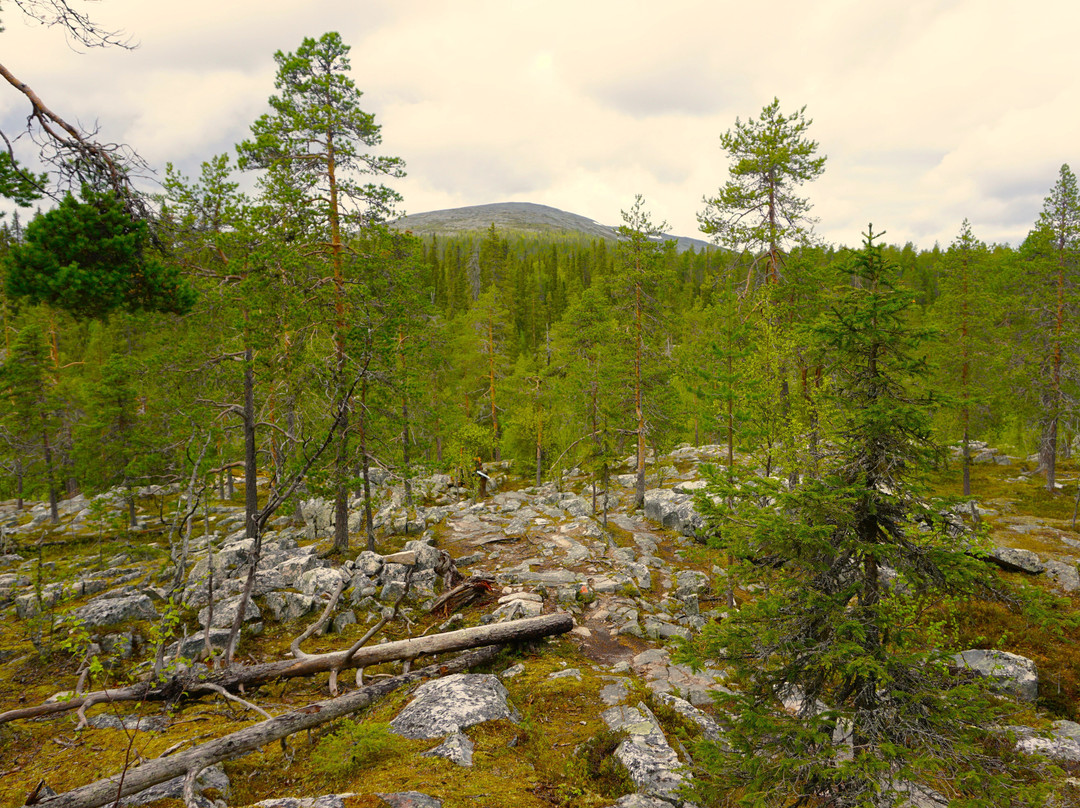 Pyhäjoen Luontopolku-Muonio必去景点