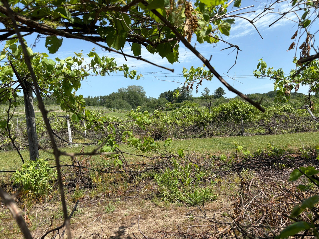 Tabone Vineyards-特拉弗斯城必去景点