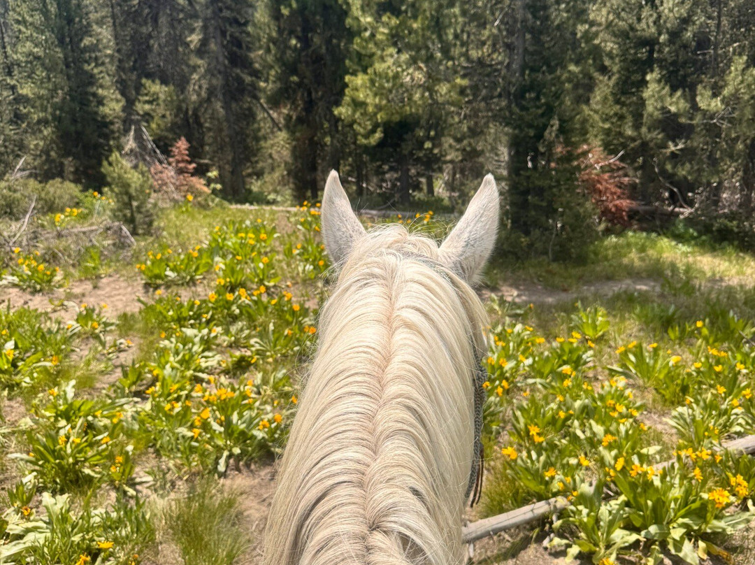 North Fork Trail Rides-杰克逊必去景点