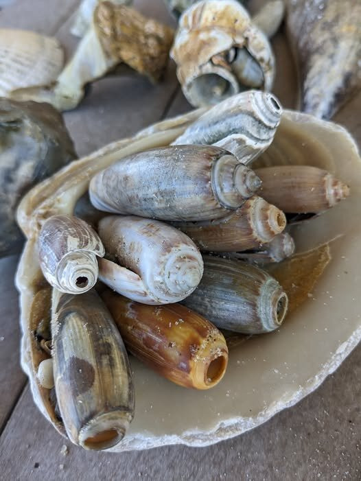 Family Water Adventures-Hatteras必去景点