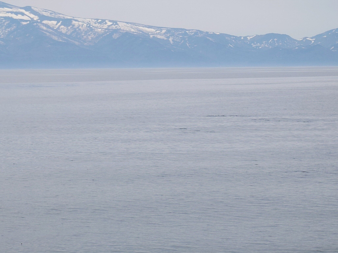 Shiretoko Nature Cruise - Day Tours-罗臼町必去景点