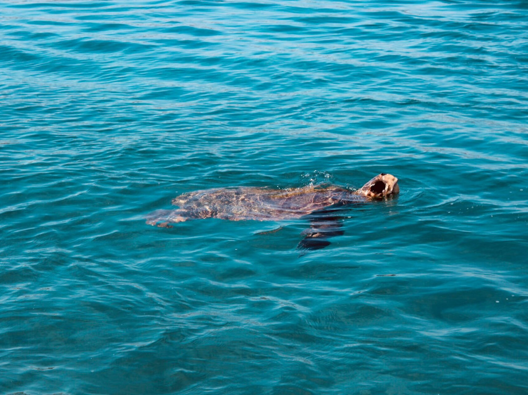 Fioro Boat Rentals-Agios Sostis必去景点