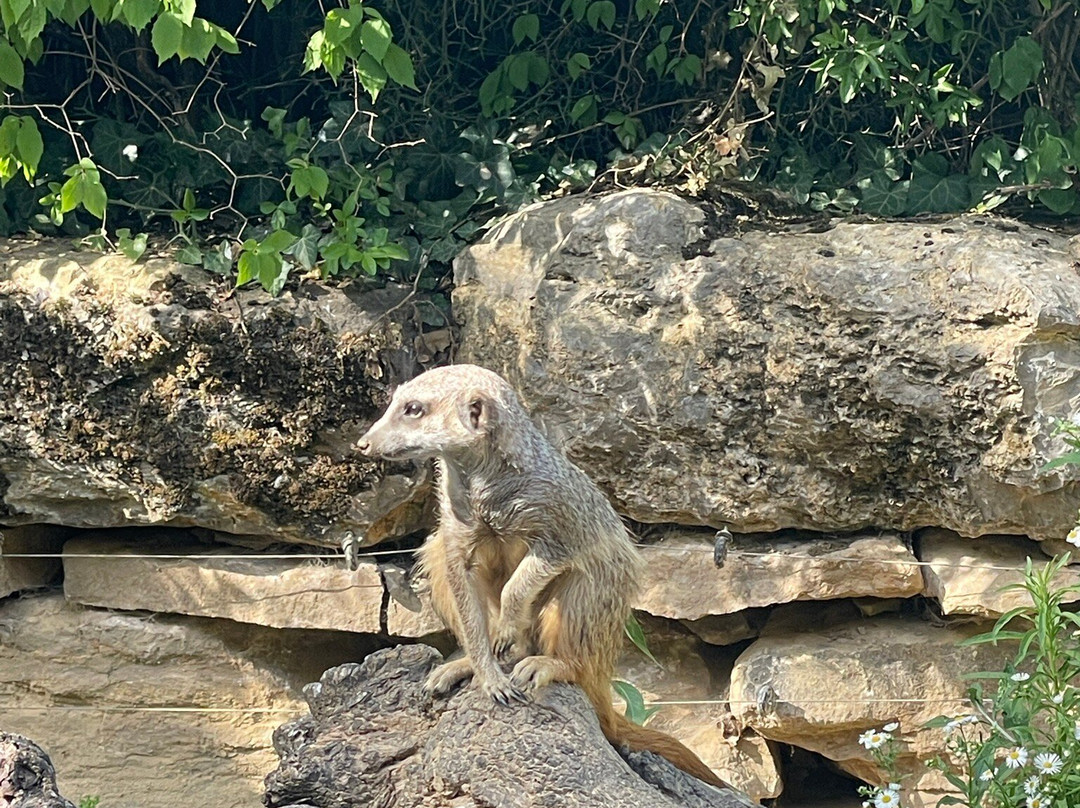 Zoo Frankfurt-法兰克福必去景点