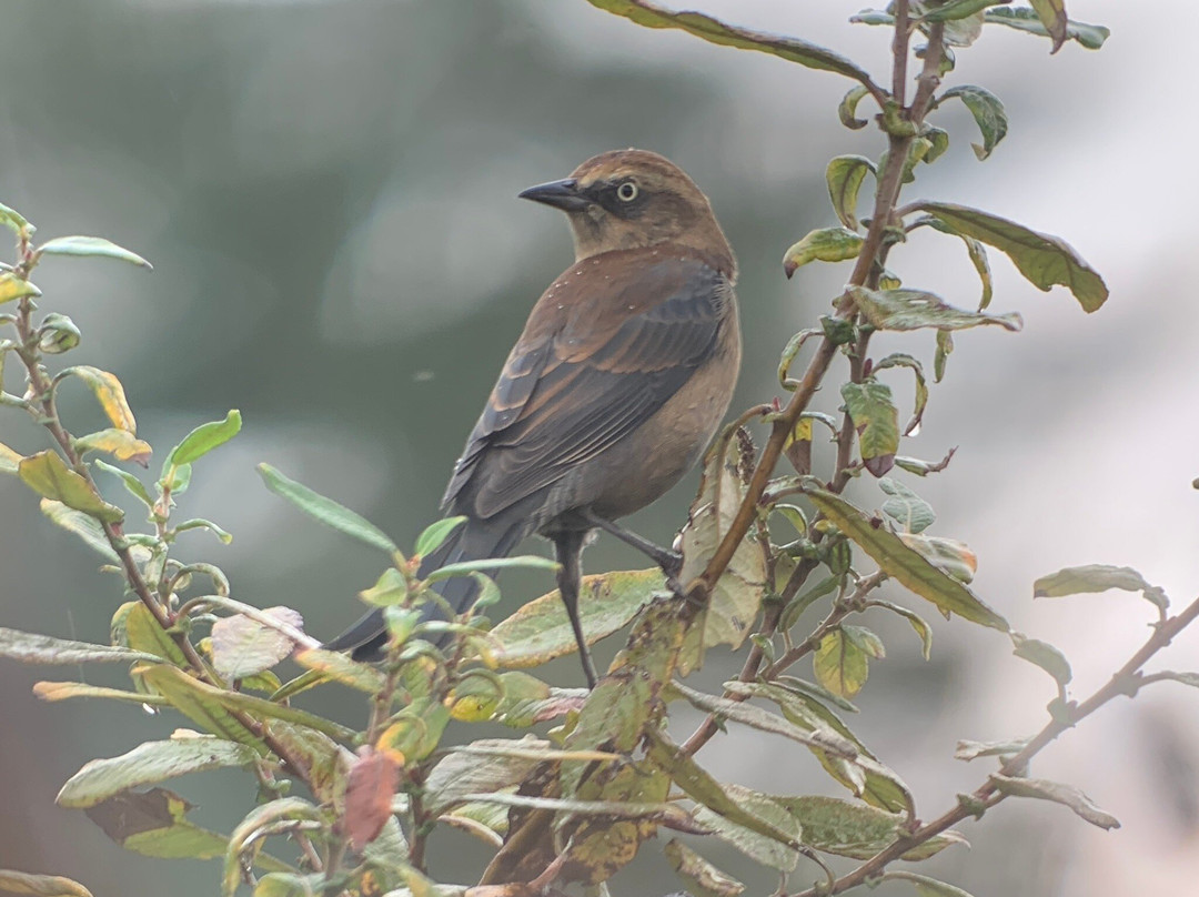 Burnaby Lake Regional Nature Park-本那比必去景点