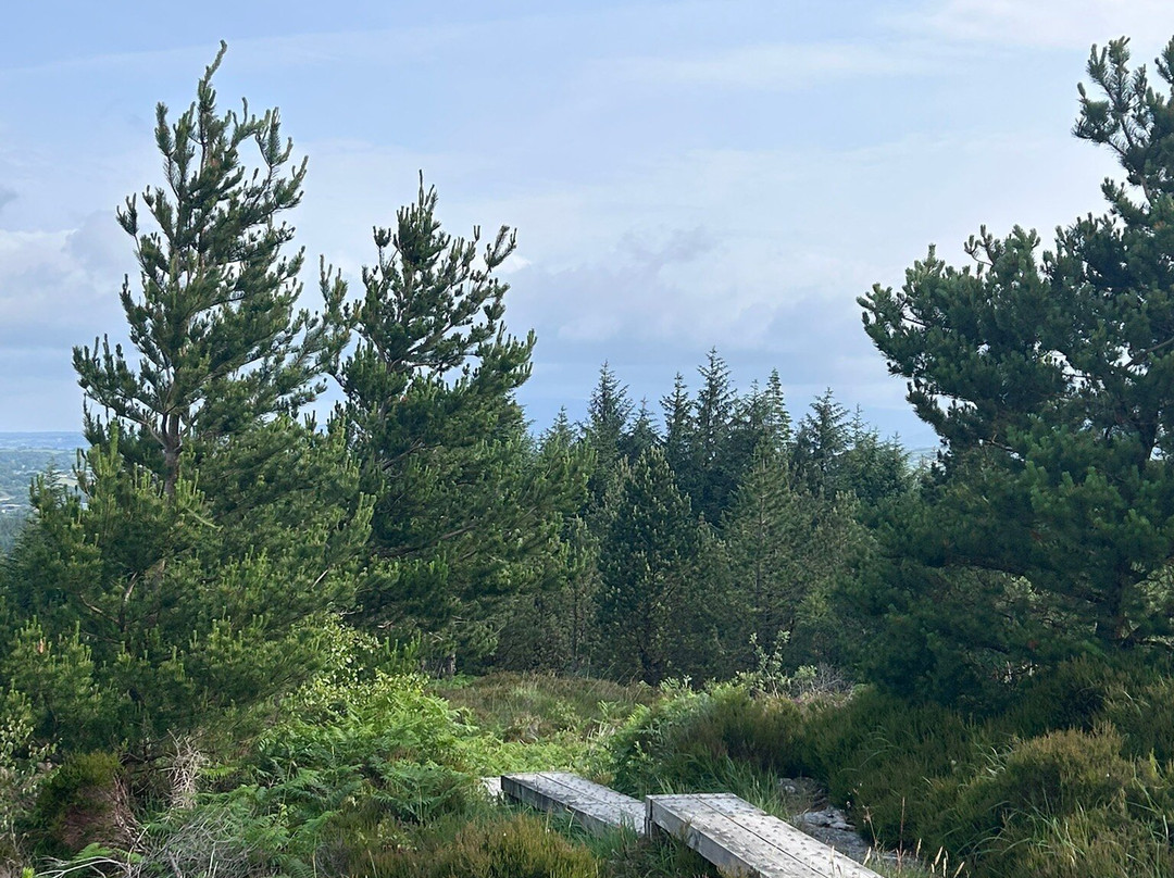 Union Wood / Ballygawley Lough-斯莱戈必去景点
