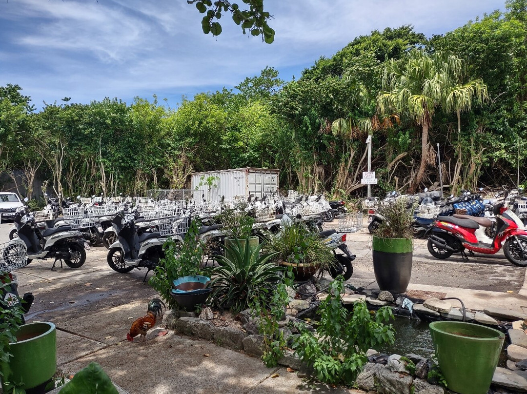 Elbow Beach Cycles-佩吉特教区必去景点