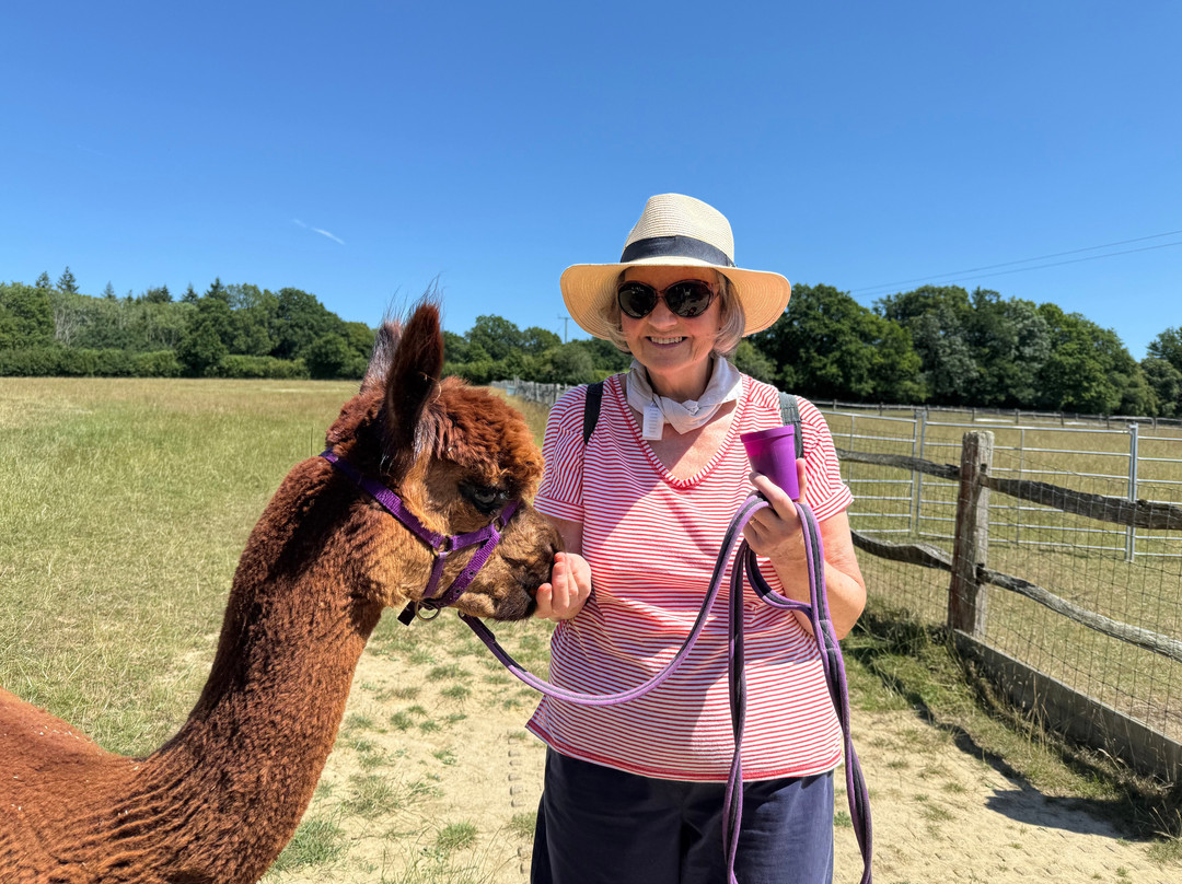 Alpaca Walking - With Spring Farm Alpacas-Fletching必去景点