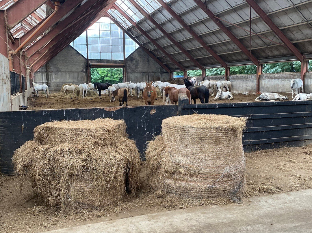 Killarney Riding Stables-基拉尼必去景点